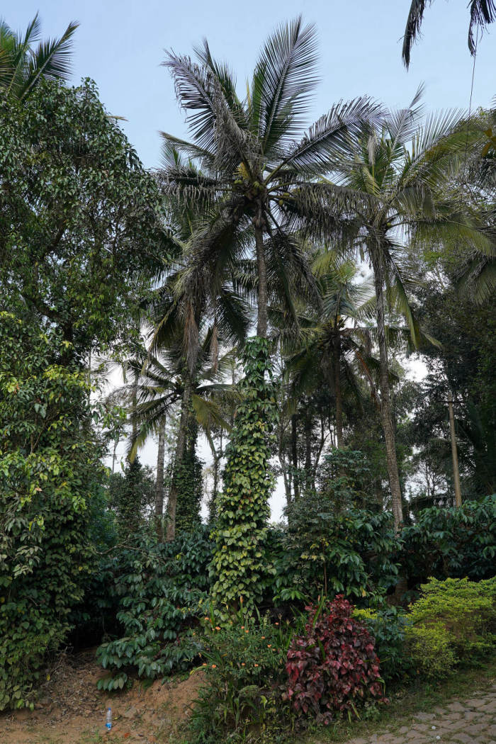 Palm and coffee grove
